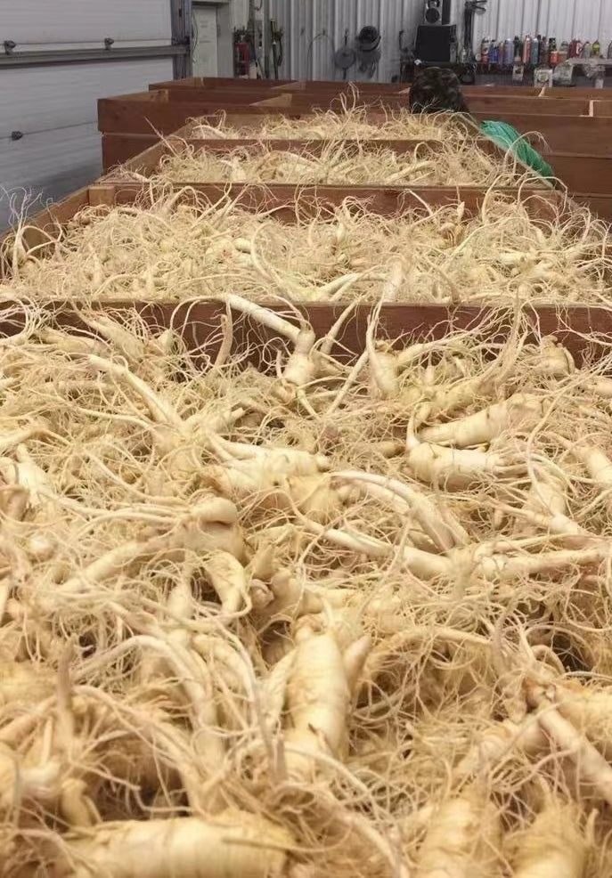【Ontario】Fresh American Ginseng 3 pounds