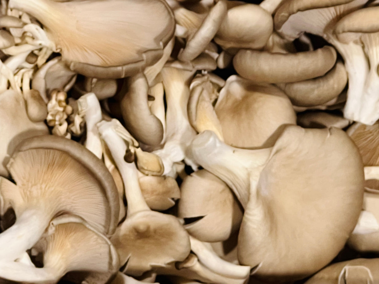 【本地】有機蠔菇1盒2磅