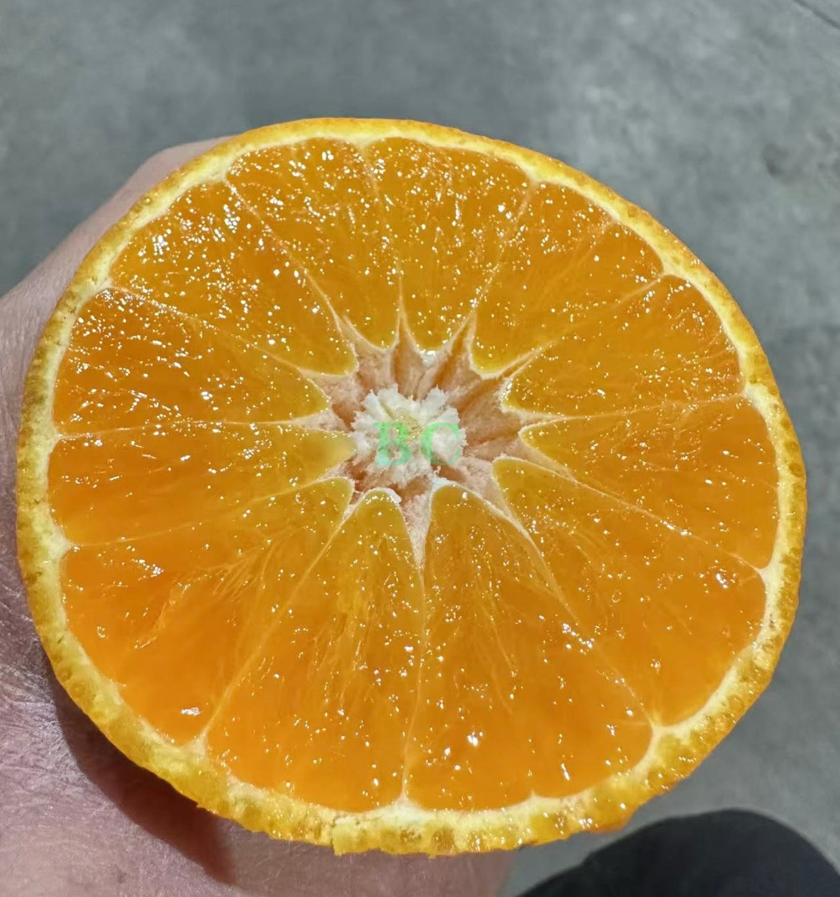 【Xiangshan】Red Beauty Jelly Orange 1 box 2.35 kg