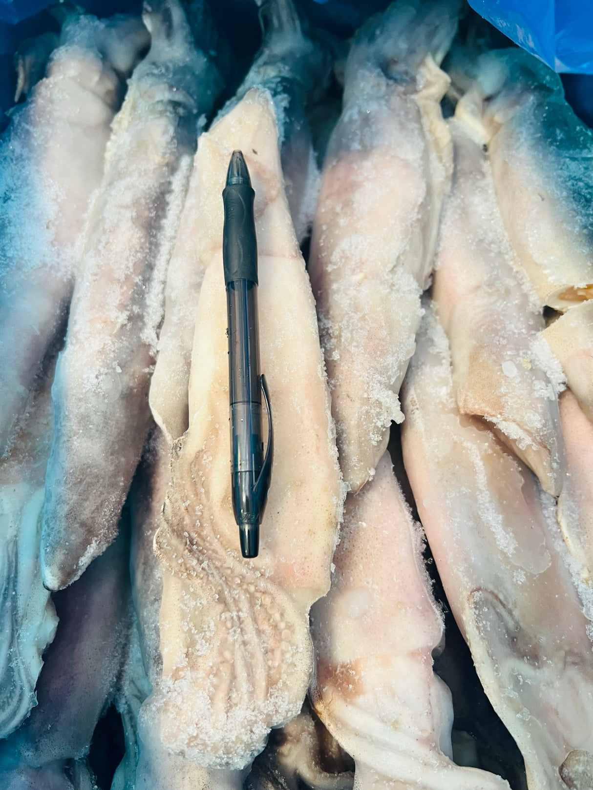 ❄️【TRULY FRESH】船冻鱿鱼