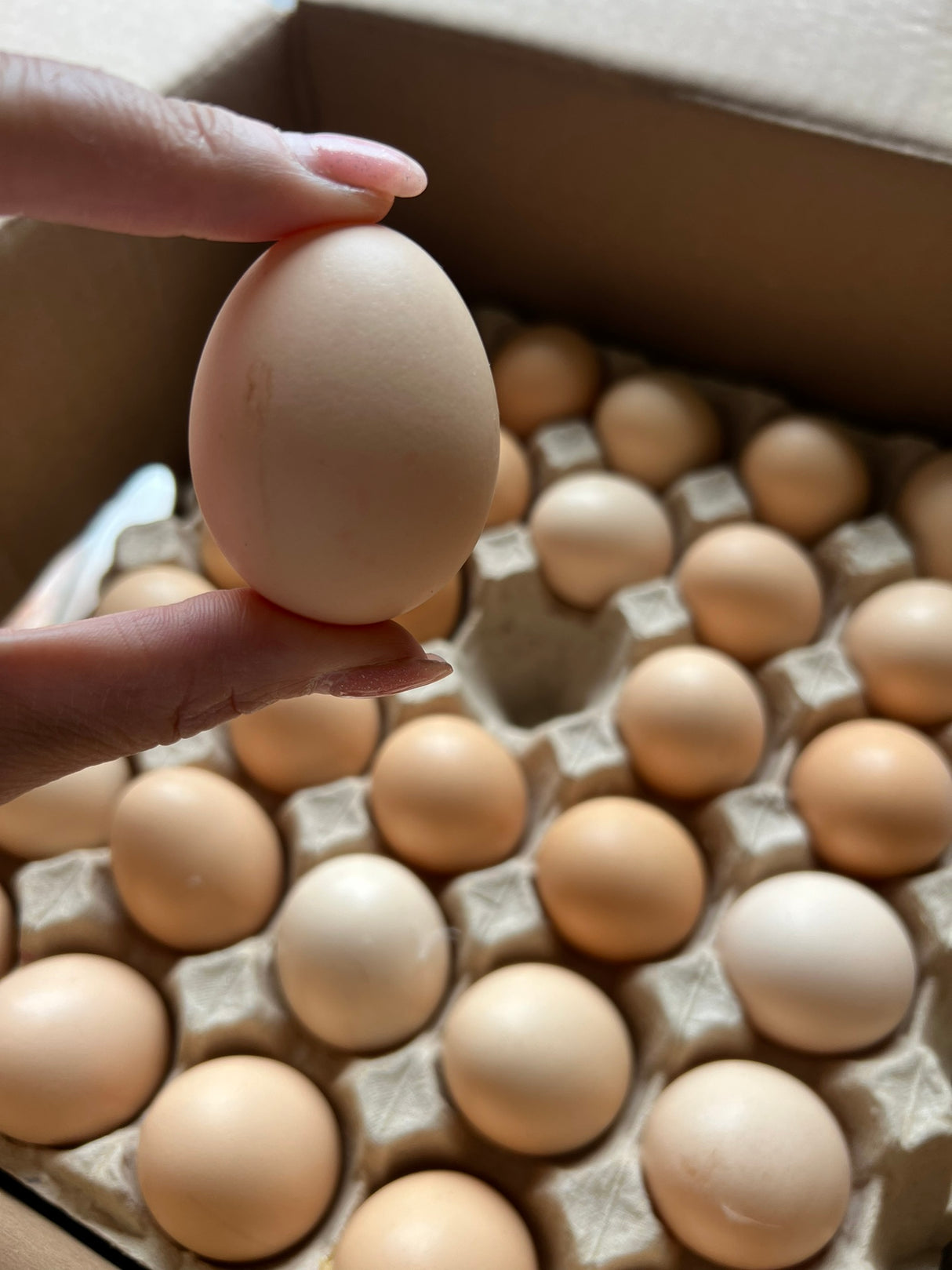 【Local】Farm free range eggs Medium Brown 1 box 180 pieces
