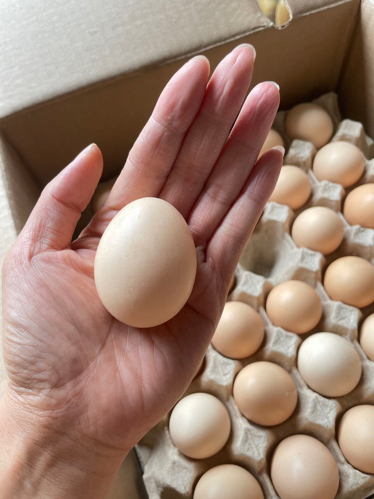【Local】Farm free range eggs Medium Brown 1 box 180 pieces