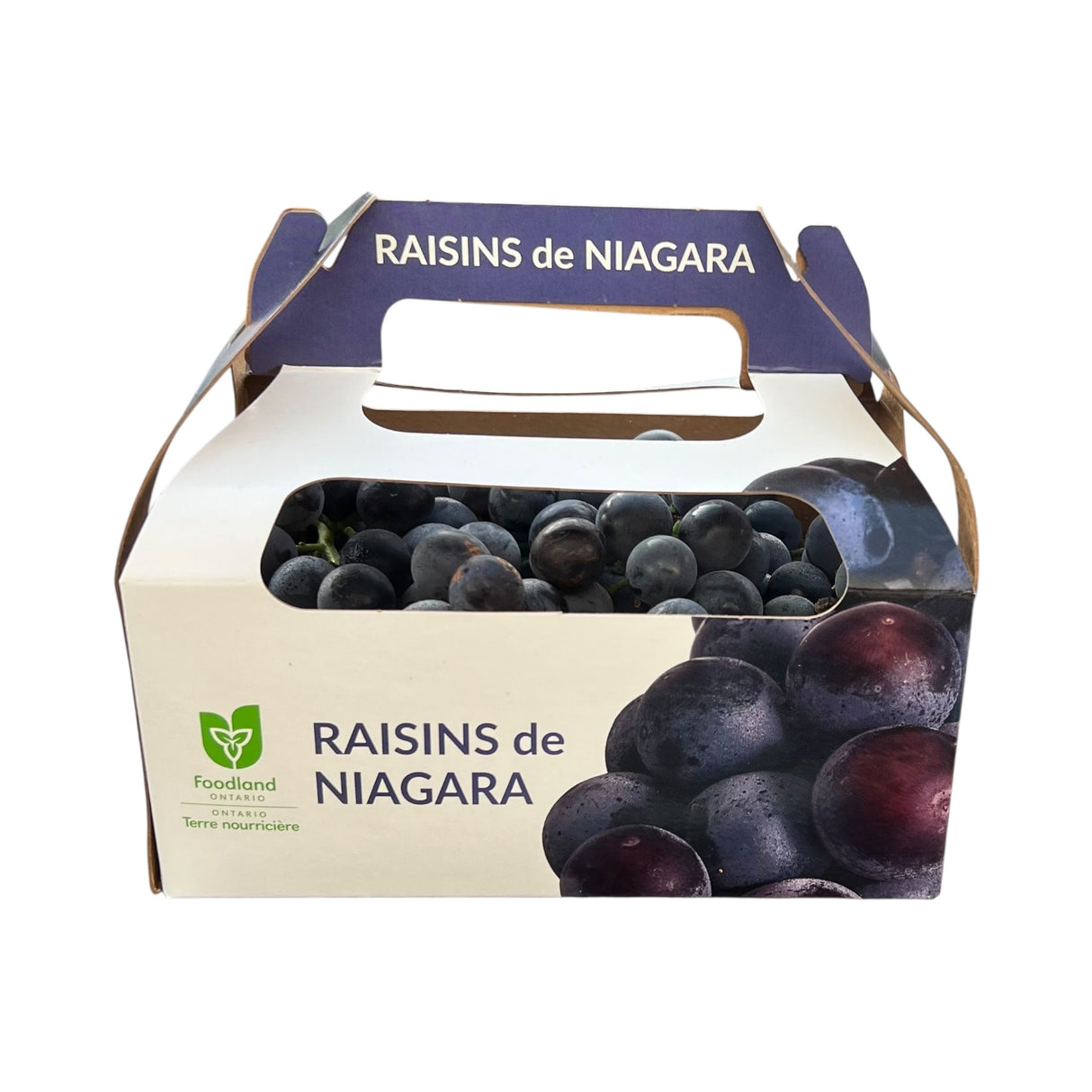 【本地】大瀑布无籽蓝葡萄