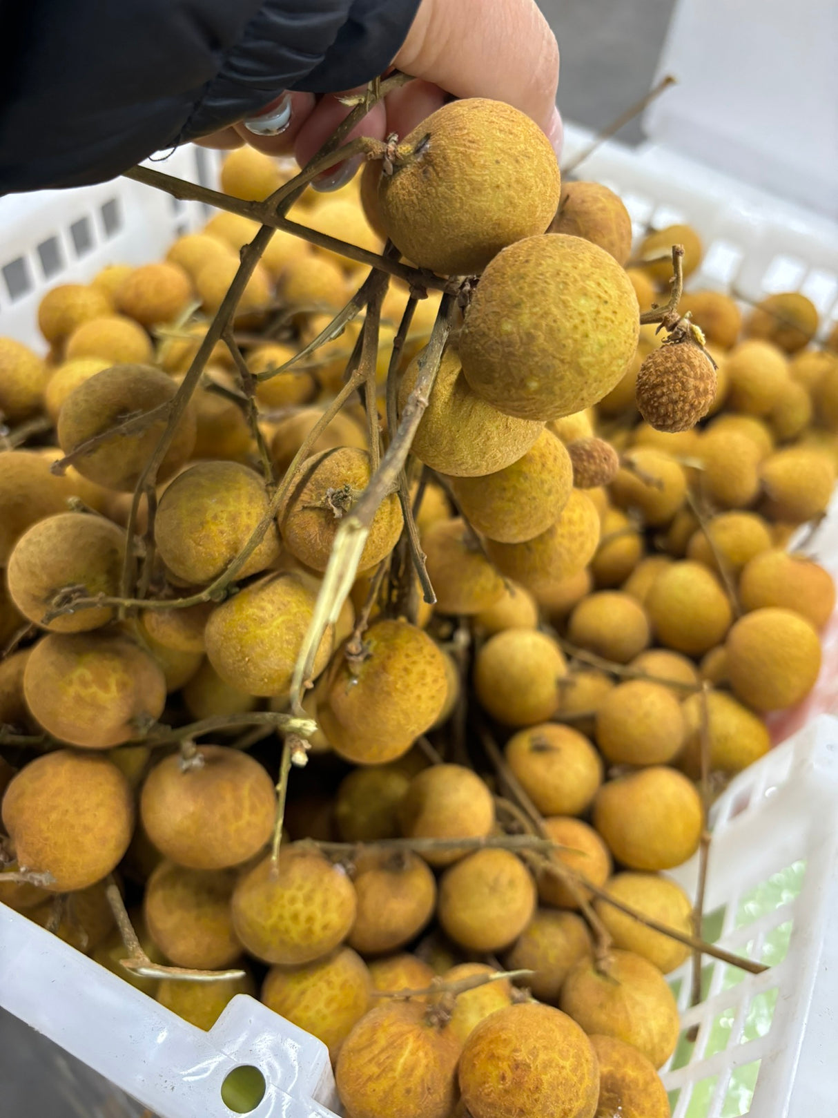 【Thailand】Longan 1 box 11 pounds