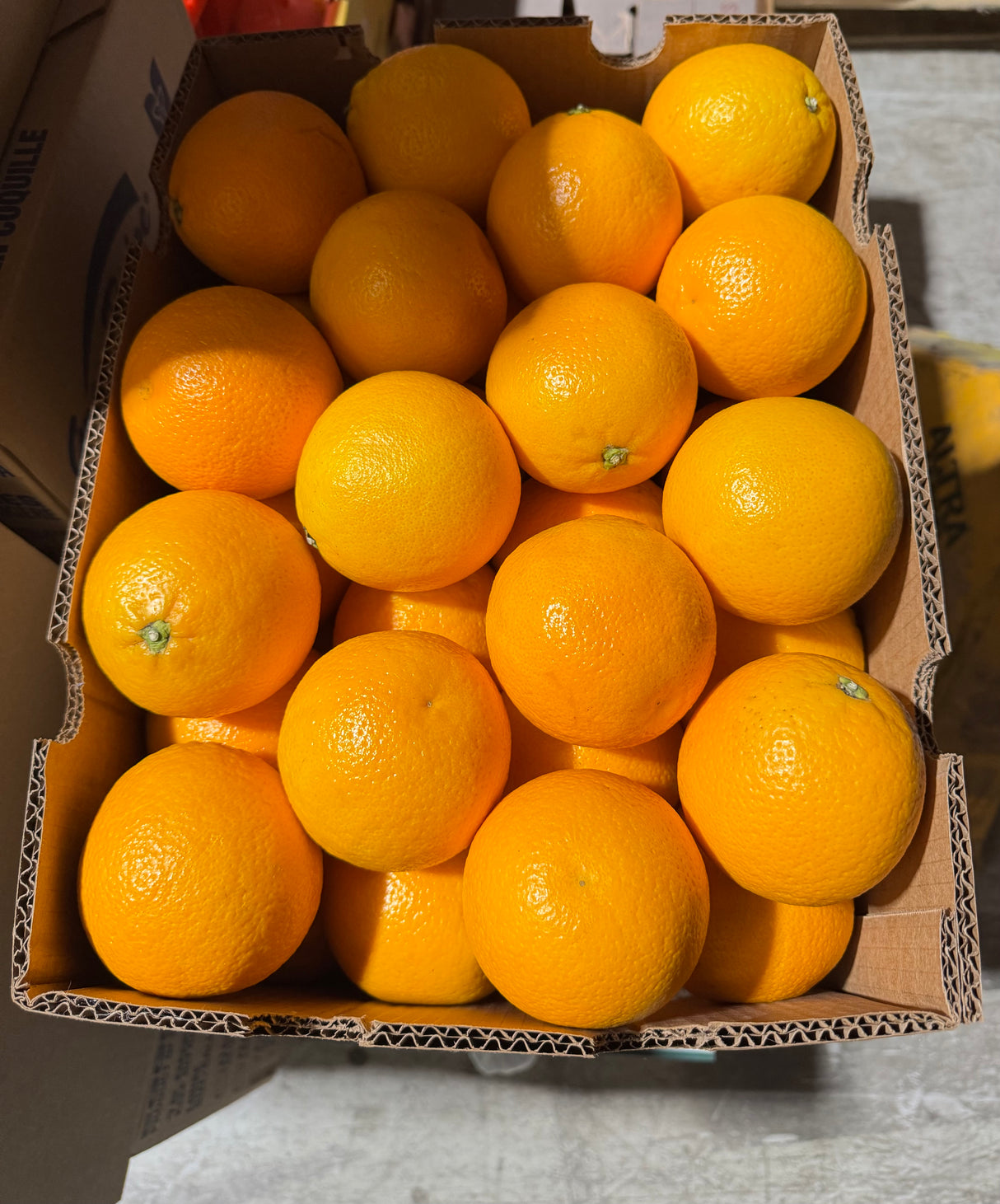 【MIDKNIGHT】甜橙