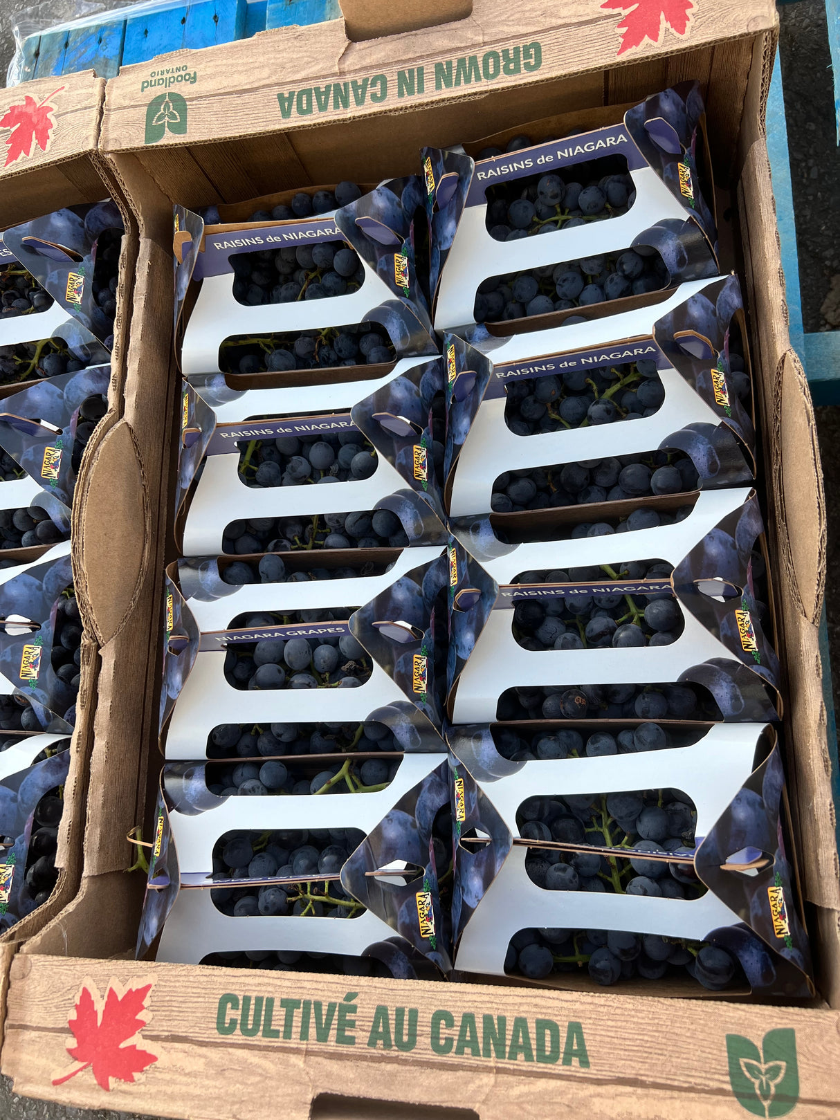 【本地】大瀑布无籽蓝葡萄