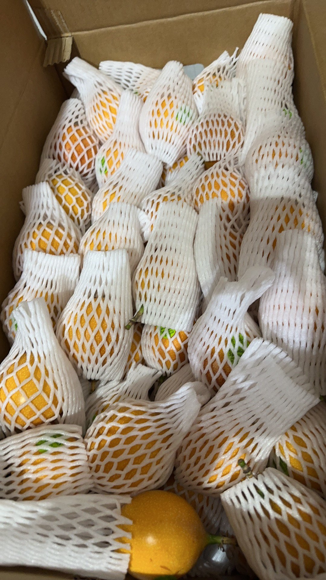 【Ecuador】Top 10 Passion Fruits