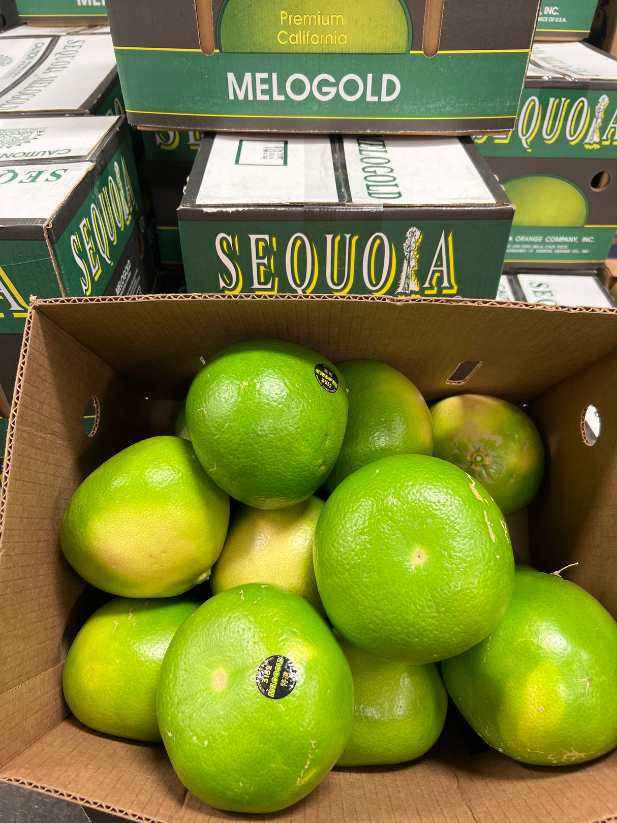 【MELOGOLD】青蜜柚