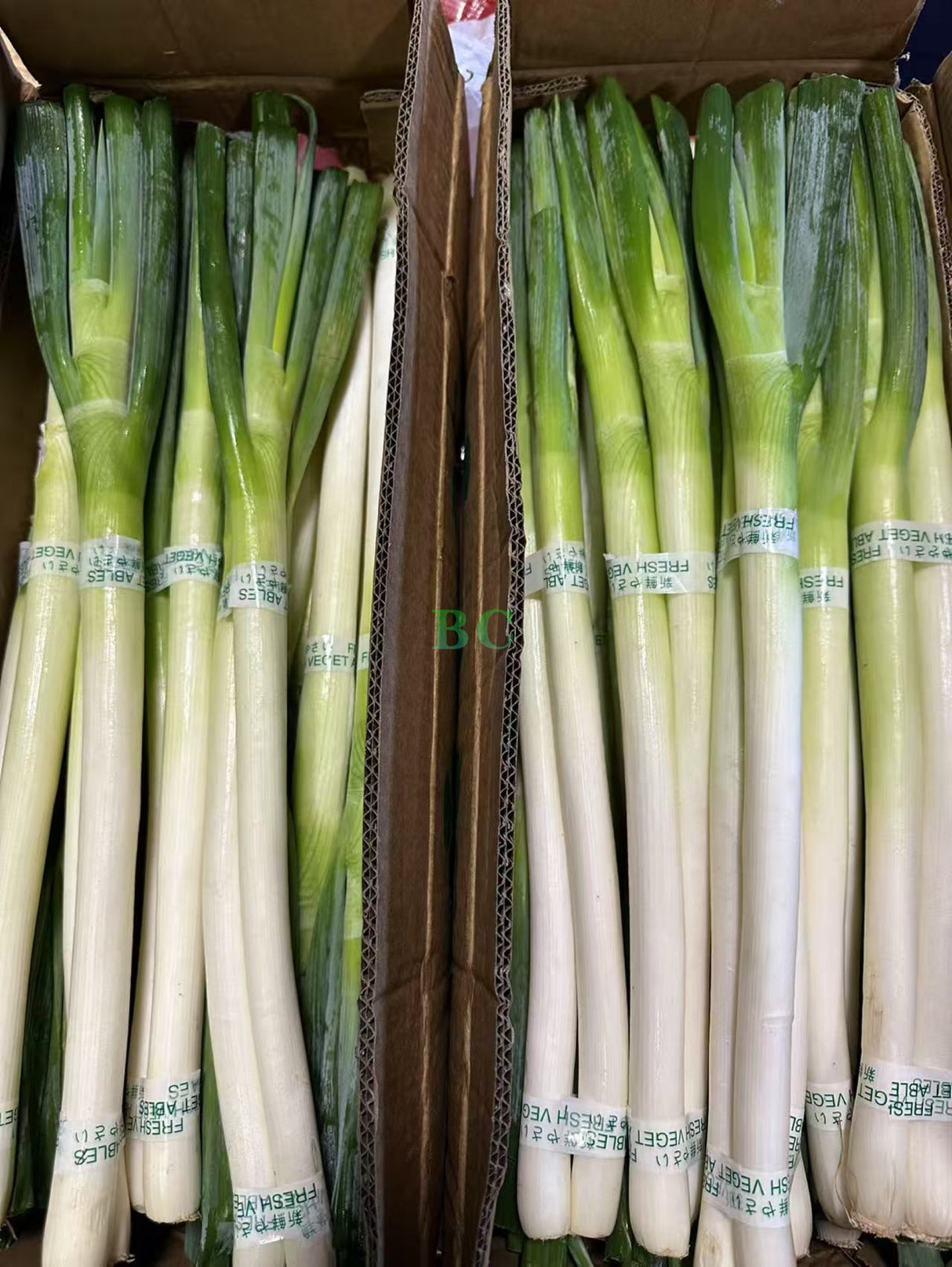 【中国】新鲜京葱