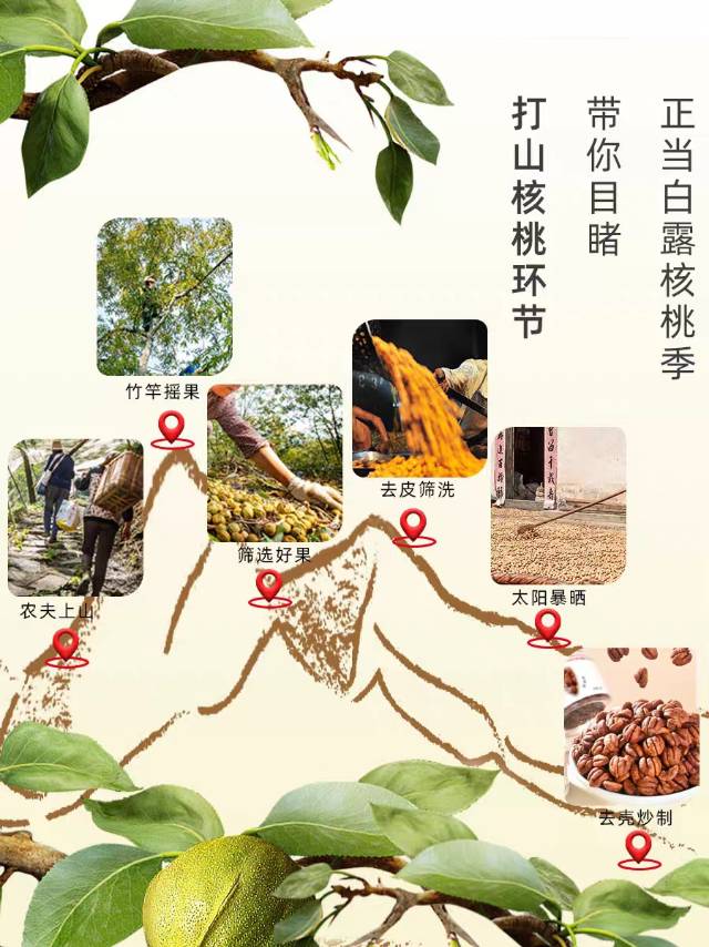 【Bibi Miao】Lin'an walnut kernels 100g*3 large cans