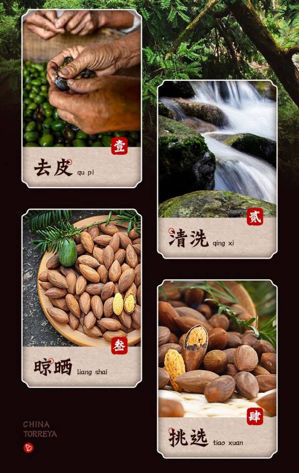 【Favored】Zhuji Torreya grandis 500g