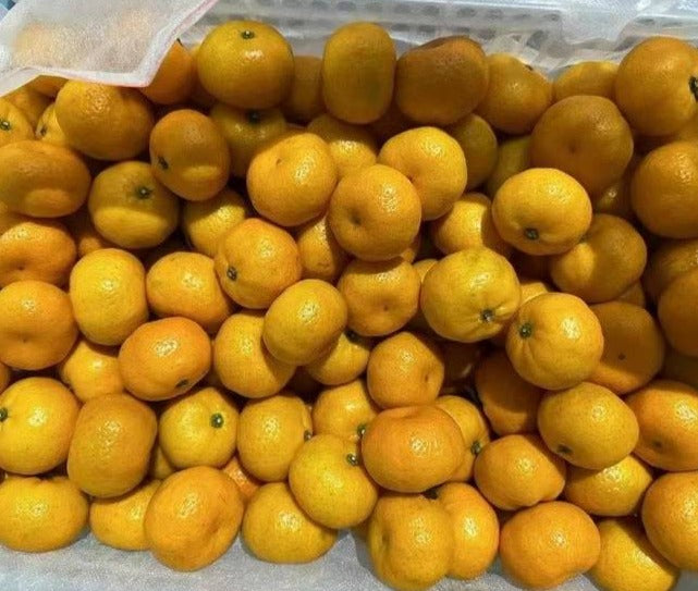 【中国广西】砂糖橘