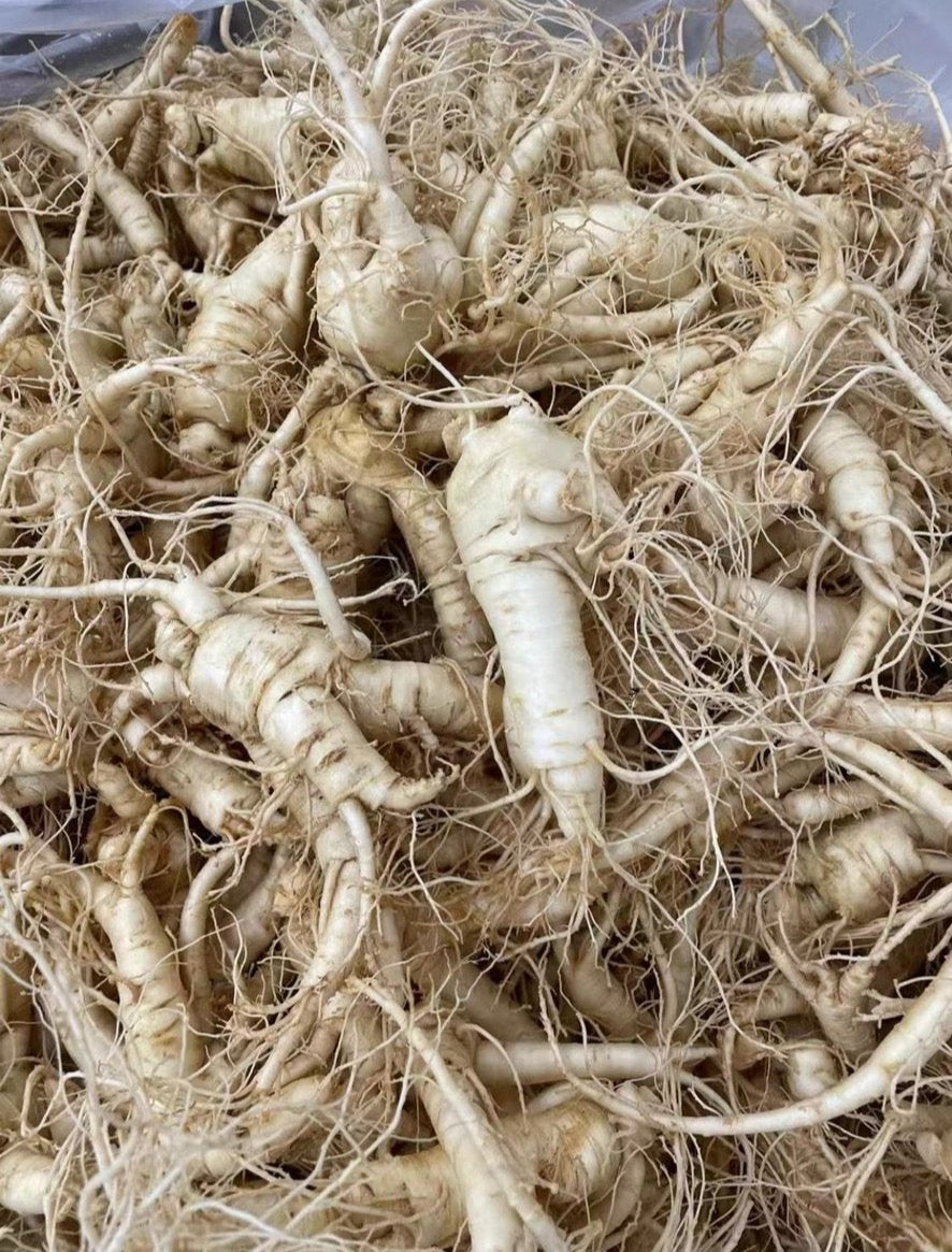 【Ontario】Fresh American Ginseng 3 pounds