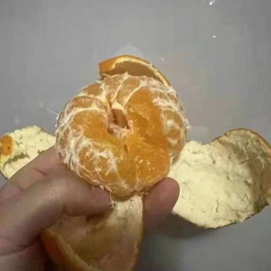 【中国广西】砂糖橘