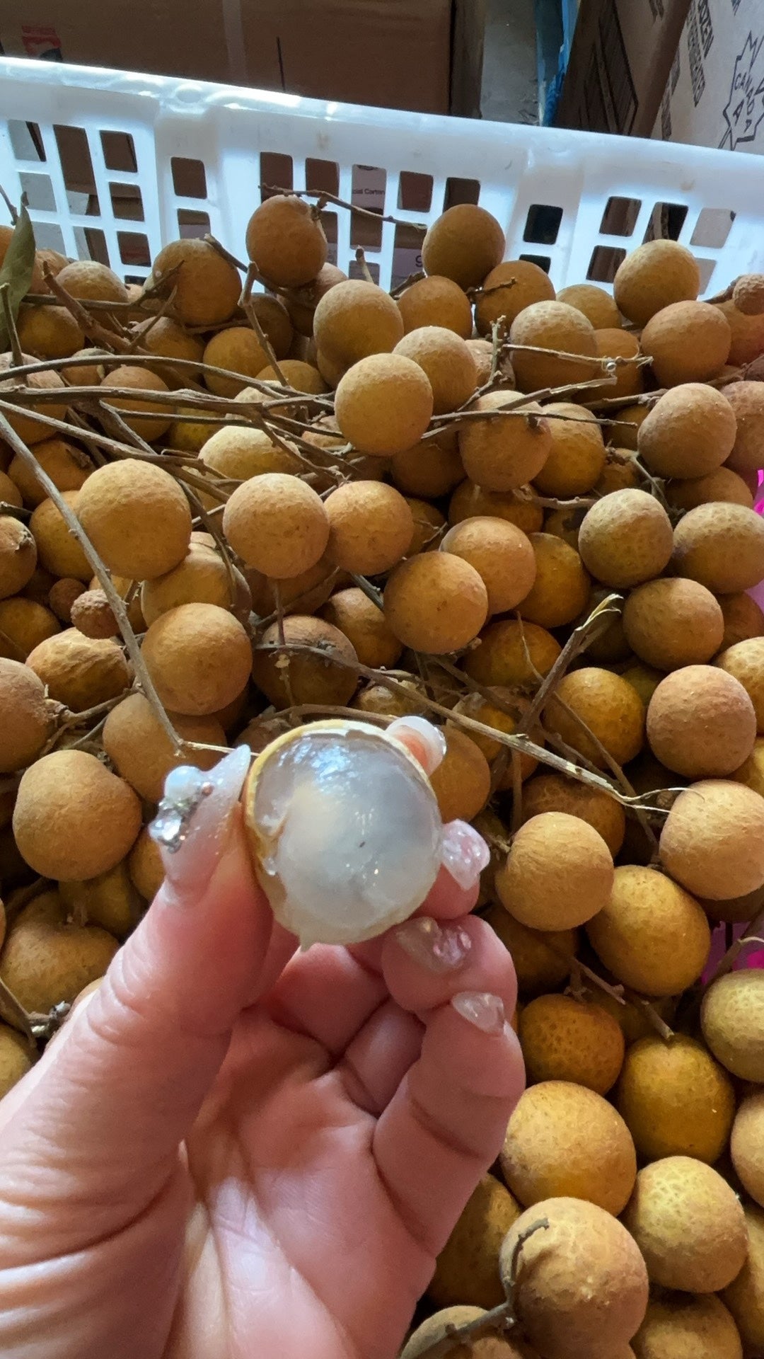 【Thailand】Longan 1 box 11 pounds