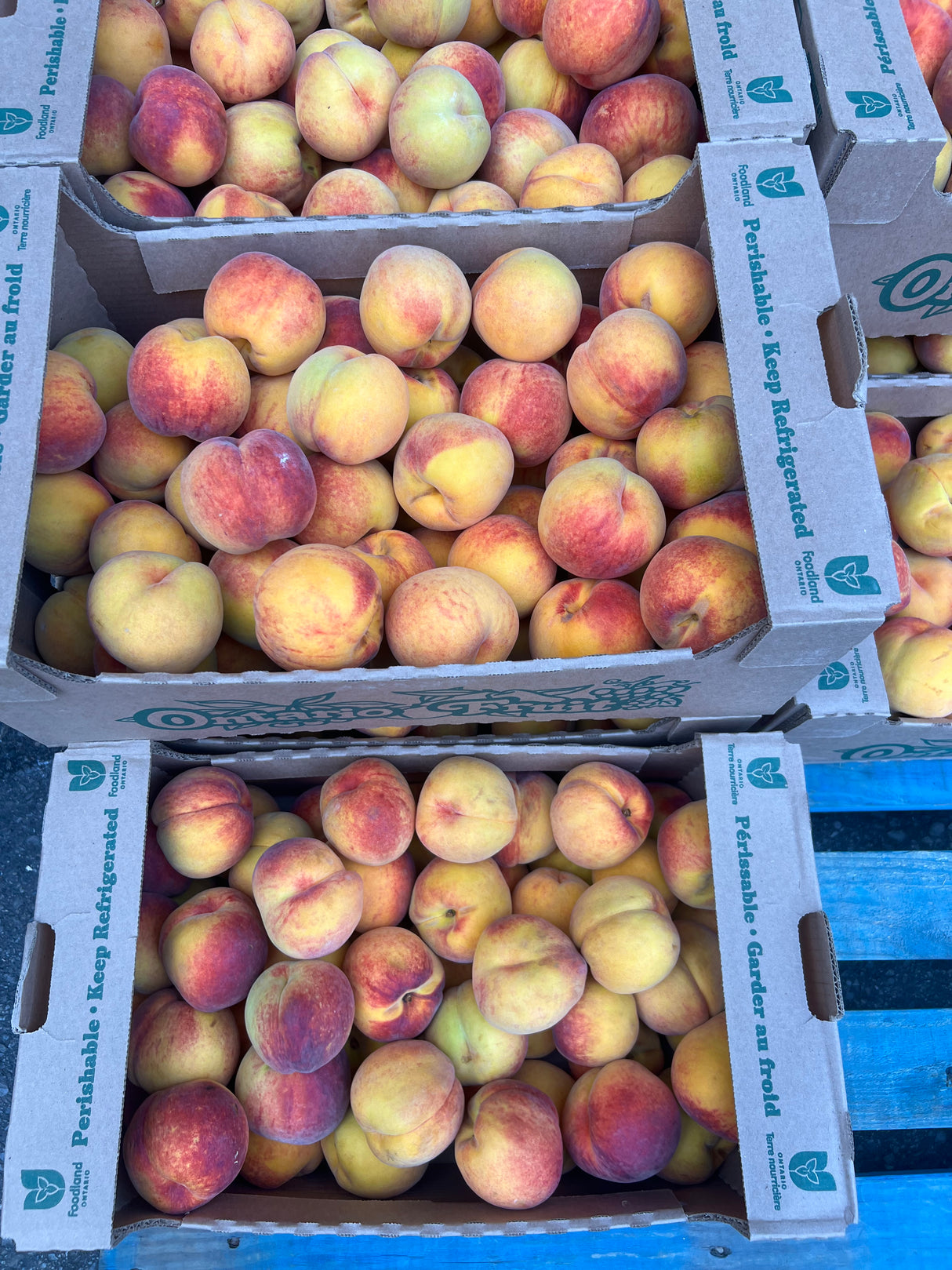 【Local】Golden Peach 6 pounds