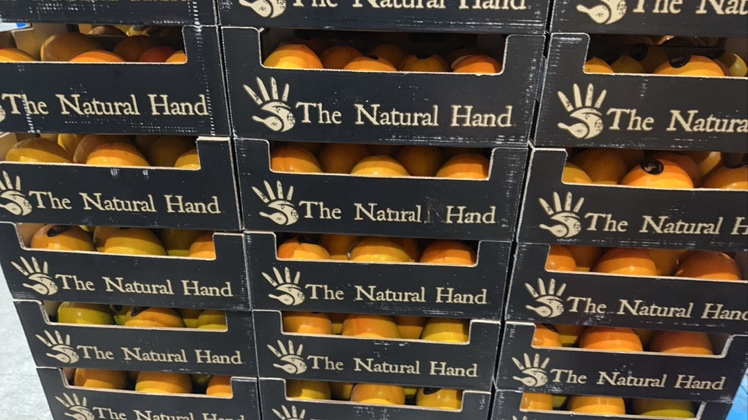 【Spain】Tall Persimmon