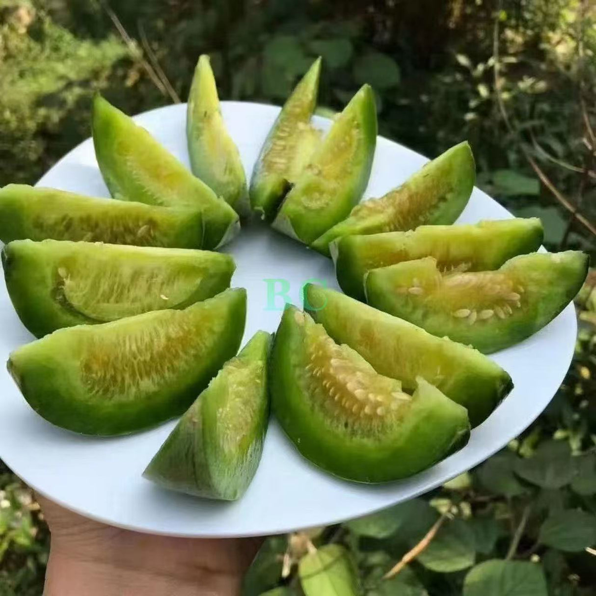 【Local】Emerald Honeydew Melon 5 pounds