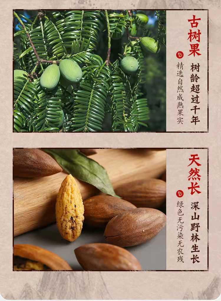 【Favored】Zhuji Torreya grandis 500g