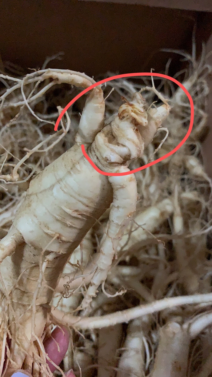 【Ontario】Fresh American Ginseng 3 pounds