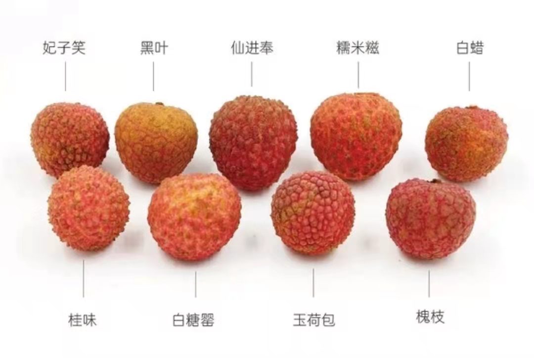 New in stock! Dark Leaf Lychee (half box 6.5 pounds) Dark Leaf Lychee