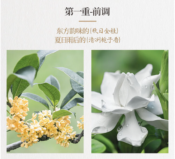 特价【果子熟了】金桂乌龙茶 500ml*15