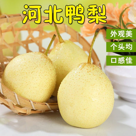【Hebei】Duck pear