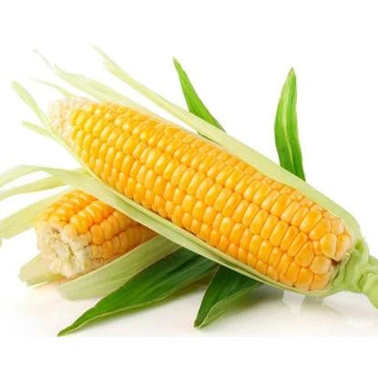 特价【本地】新鲜糯玉米 10根