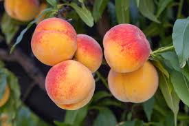 【Local】Golden Peach 6 pounds