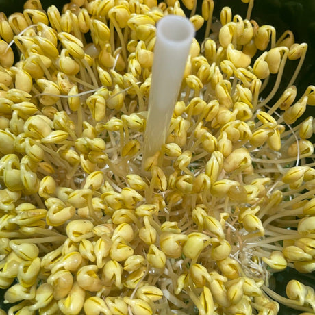 Special Offer【Local】Non-GMO Soybeans