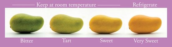 【Mexico】 Luzon mango 1 box 4 kg