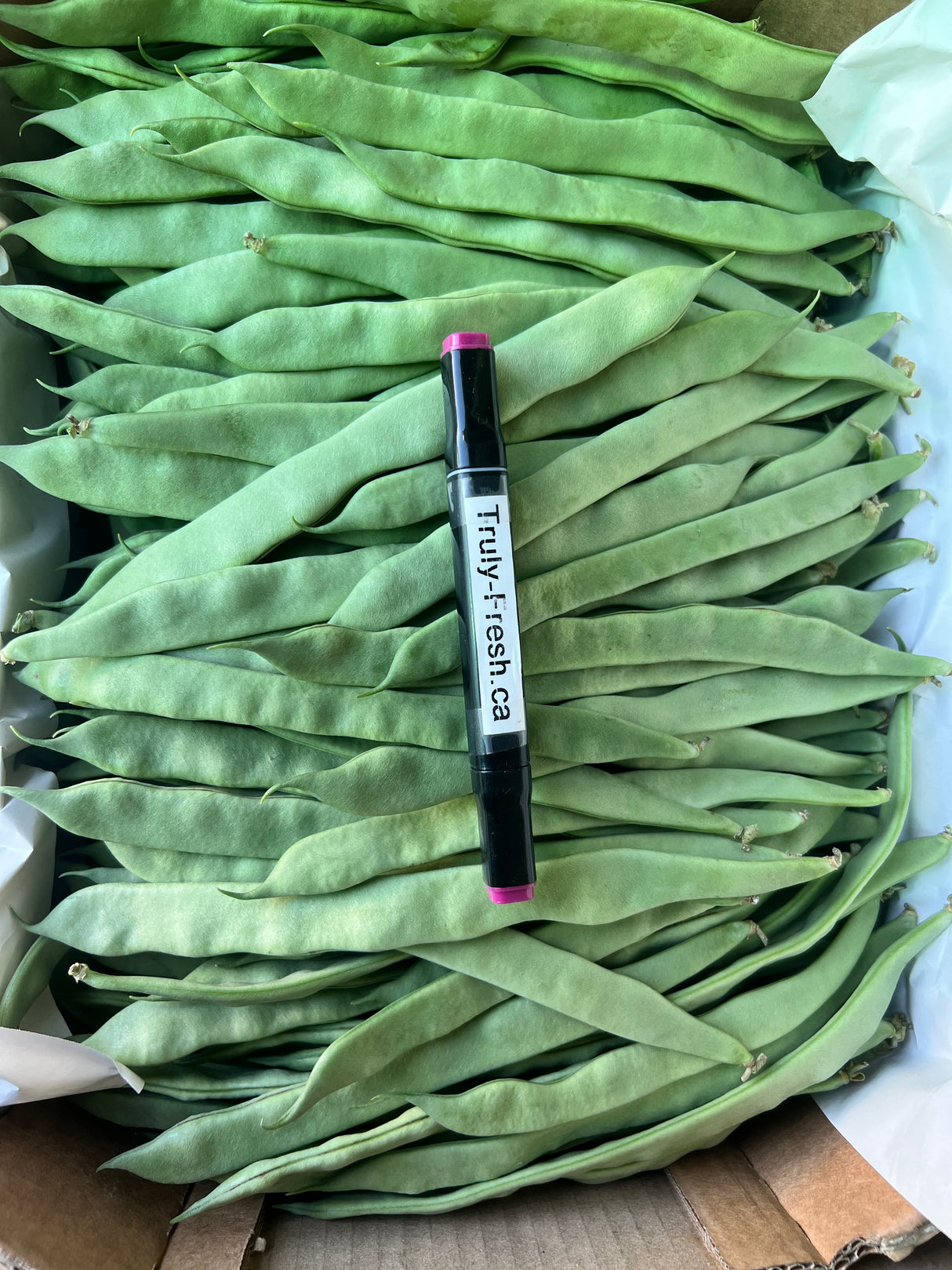 【Local】Snag Bean