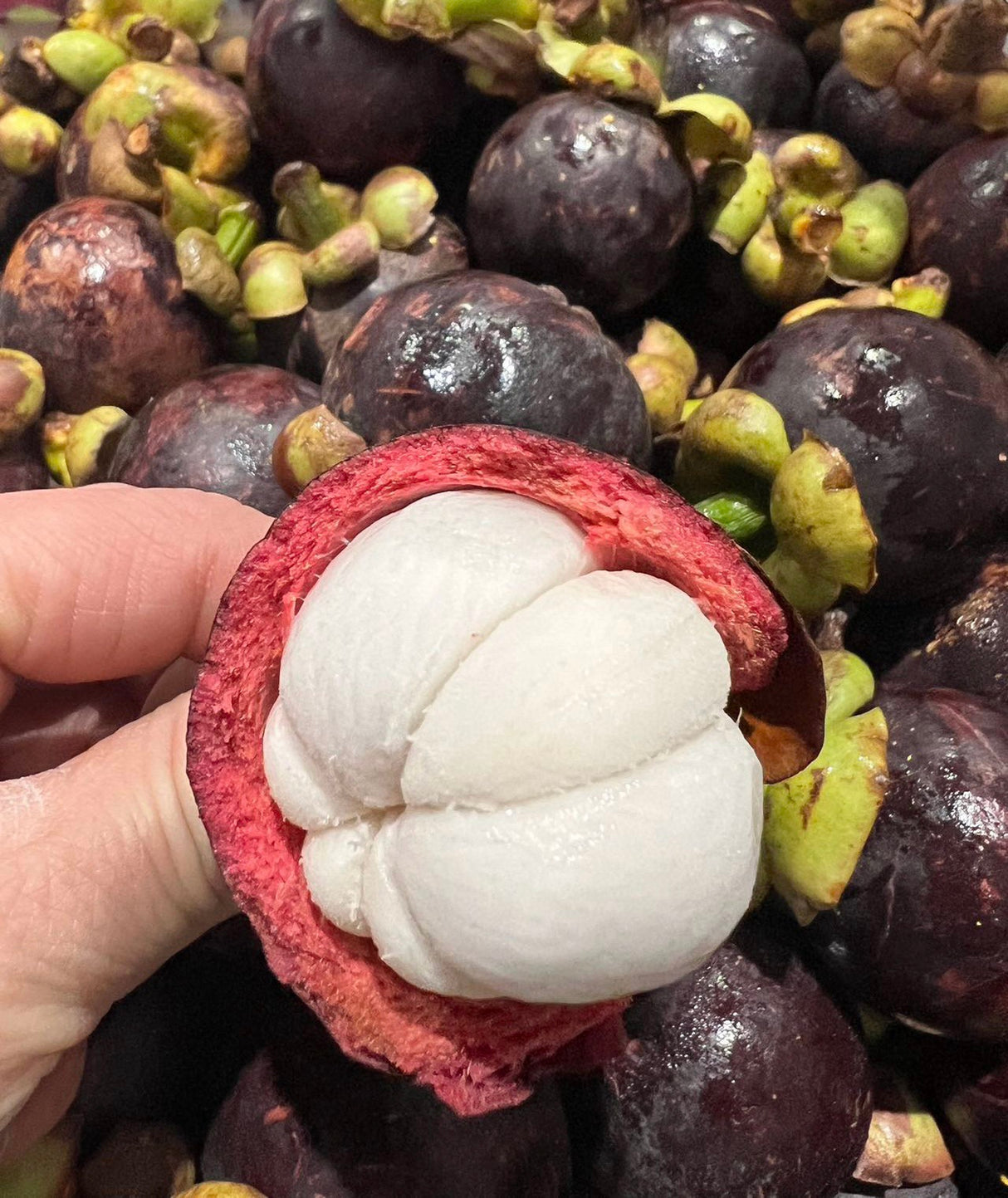 【Colombia】Fresh Mangosteen