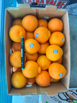 【MINEOLA】Mineola Orange