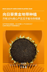 [Three Fat Eggs] Large melon seeds 168g*3