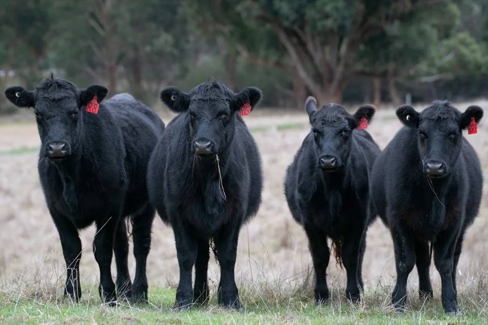 ❄️【Ontario】Black Angus beef mince 1 lb*3