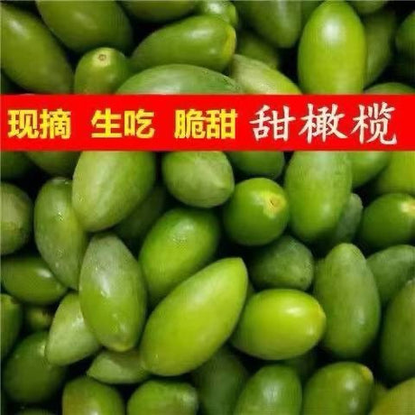 【中國】新鮮青橄欖1磅