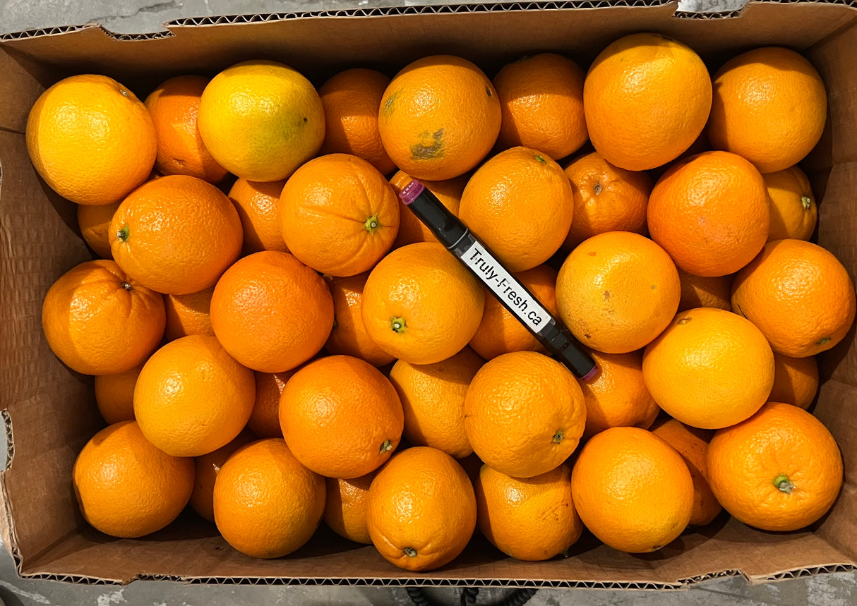 【California】Navel Orange