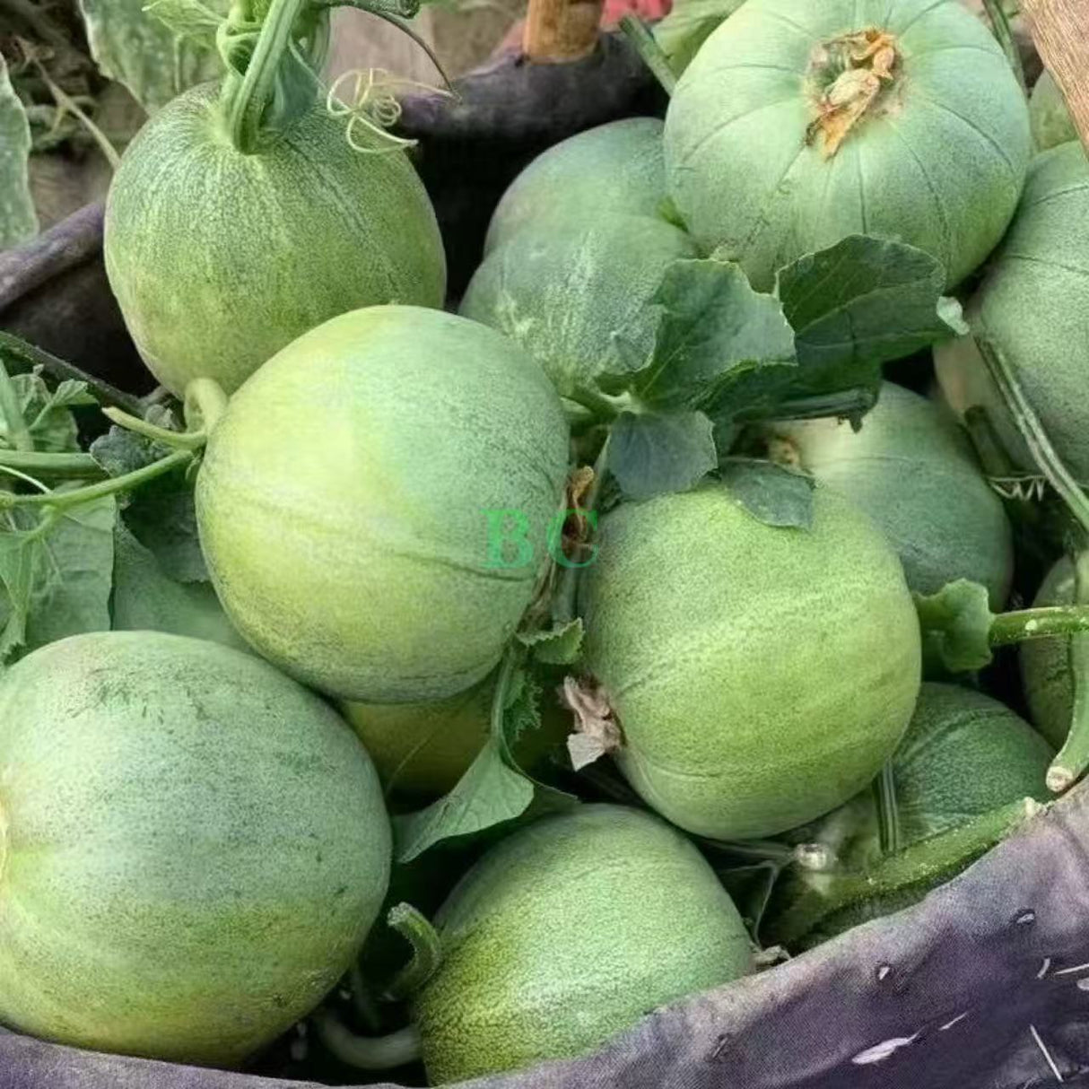 【本地】绿宝石蜜瓜 5磅