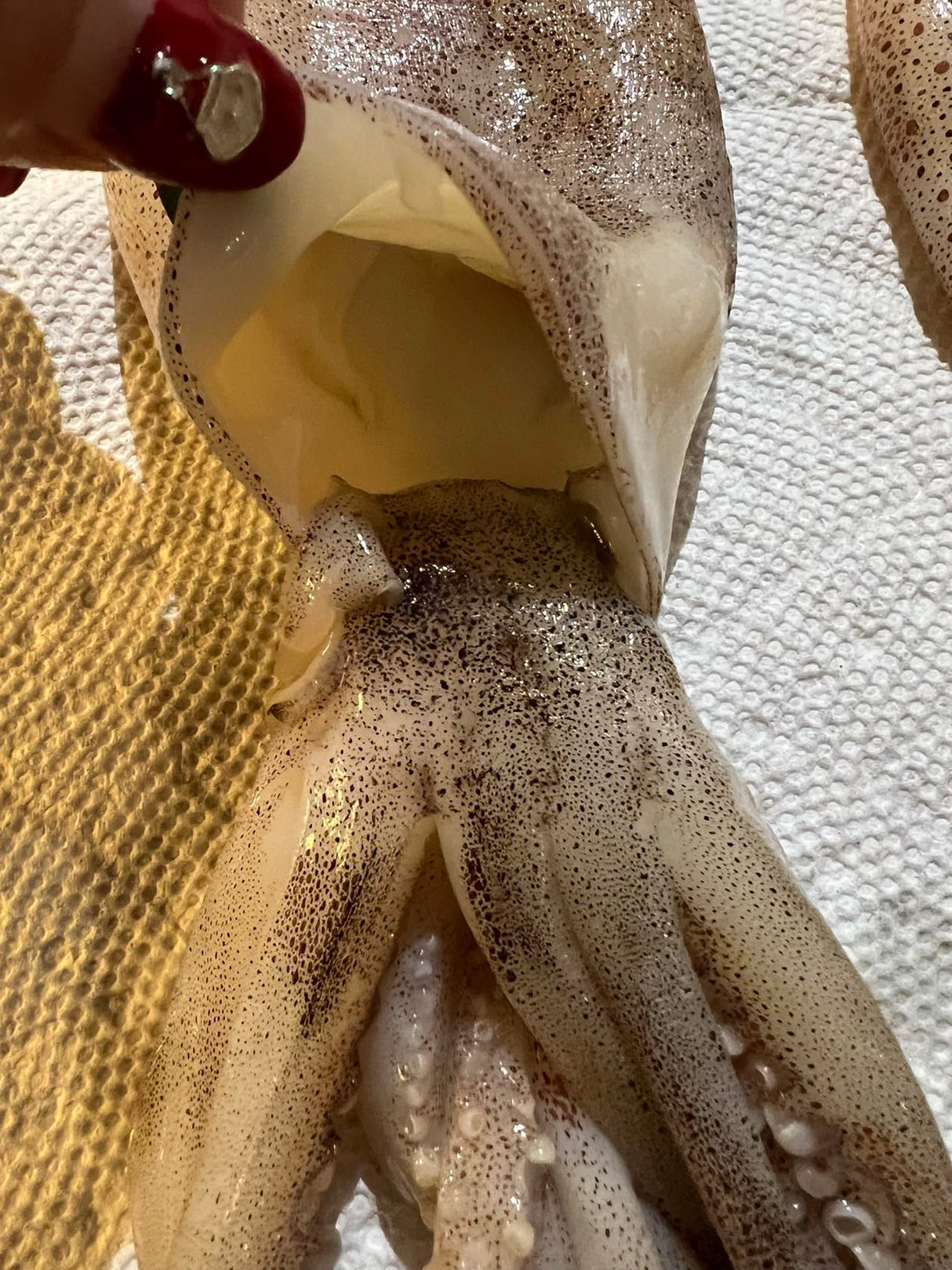 ❄️【TRULY FRESH】船冻鱿鱼