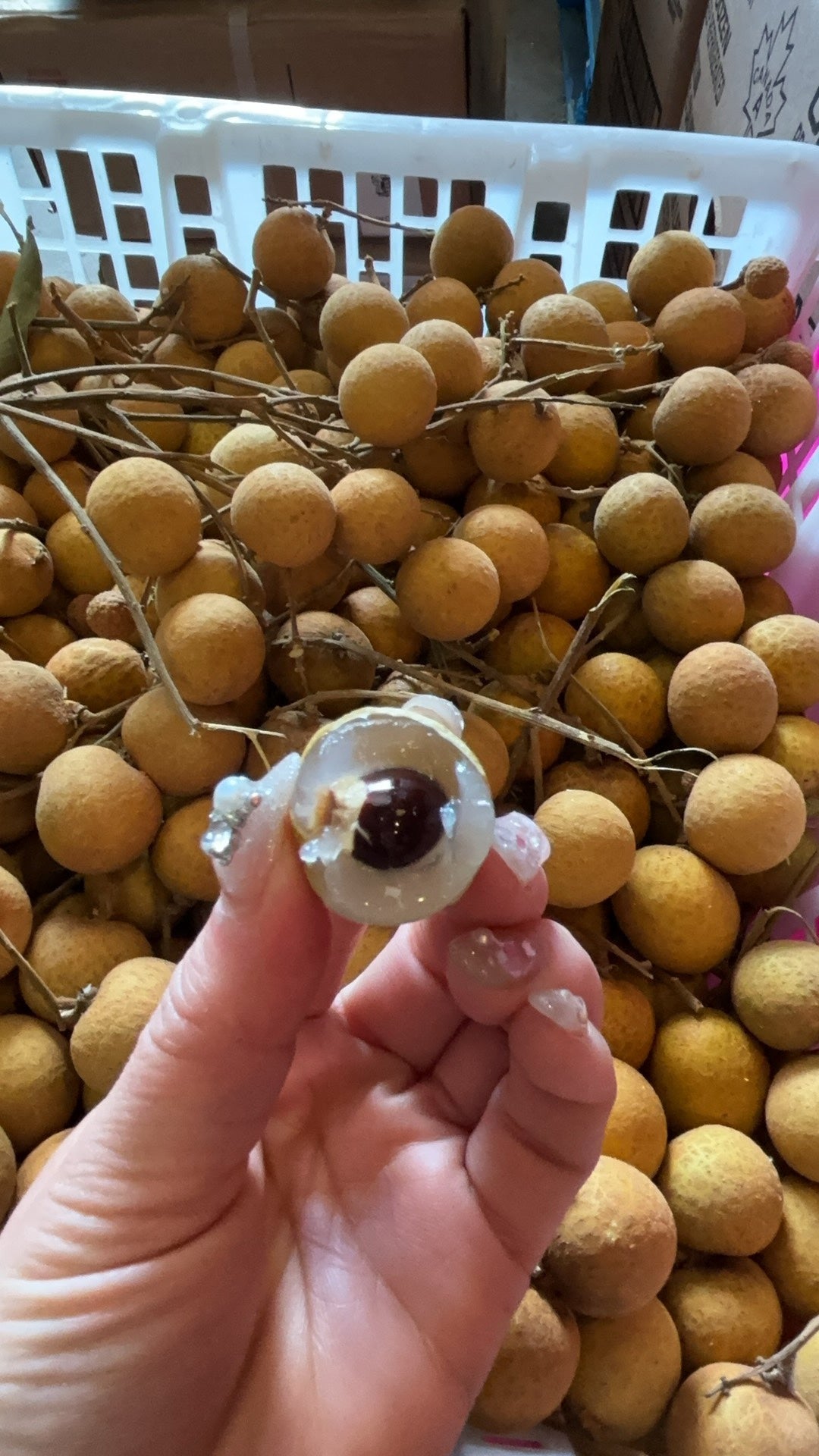 【泰国】龙眼
