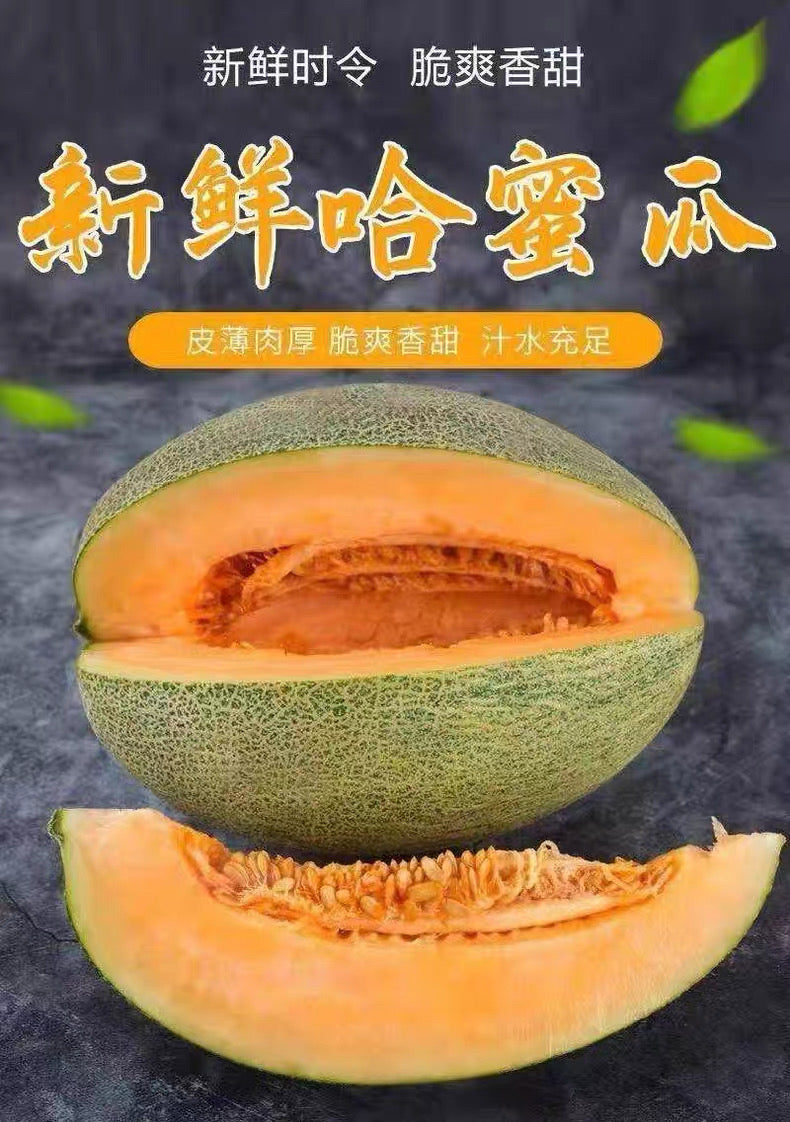 【HAMI】哈密瓜