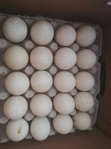 【Local】Farm duck eggs X Large 2 trays 40 pieces