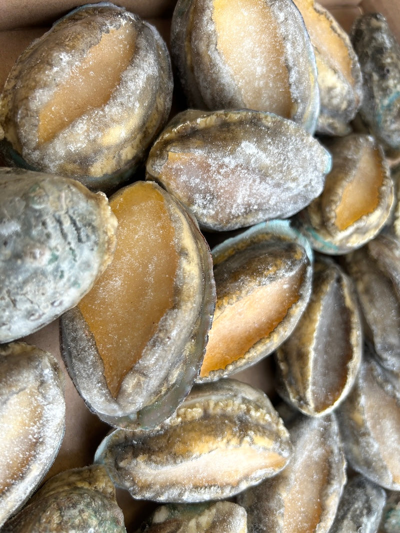 ❄️【GO BOX】Pre-cooked abalone in shell 1kg