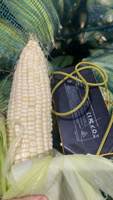 【Local】10 pieces of fresh glutinous corn