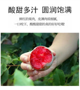 【USA】Sanhua plums 4 pounds