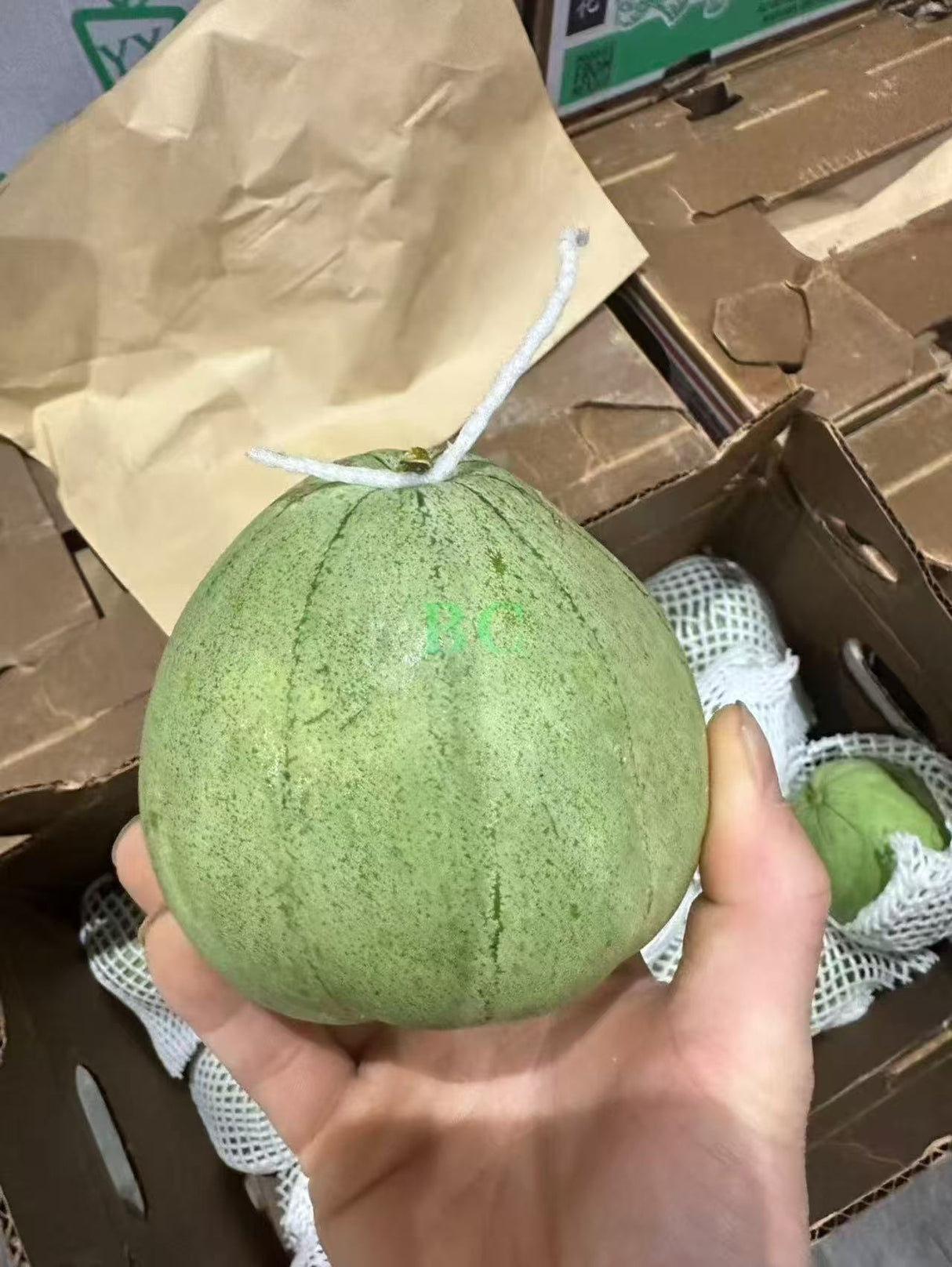 【本地】绿宝石蜜瓜 5磅