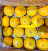 【美国】富贵柿