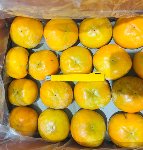 【美国】富贵柿