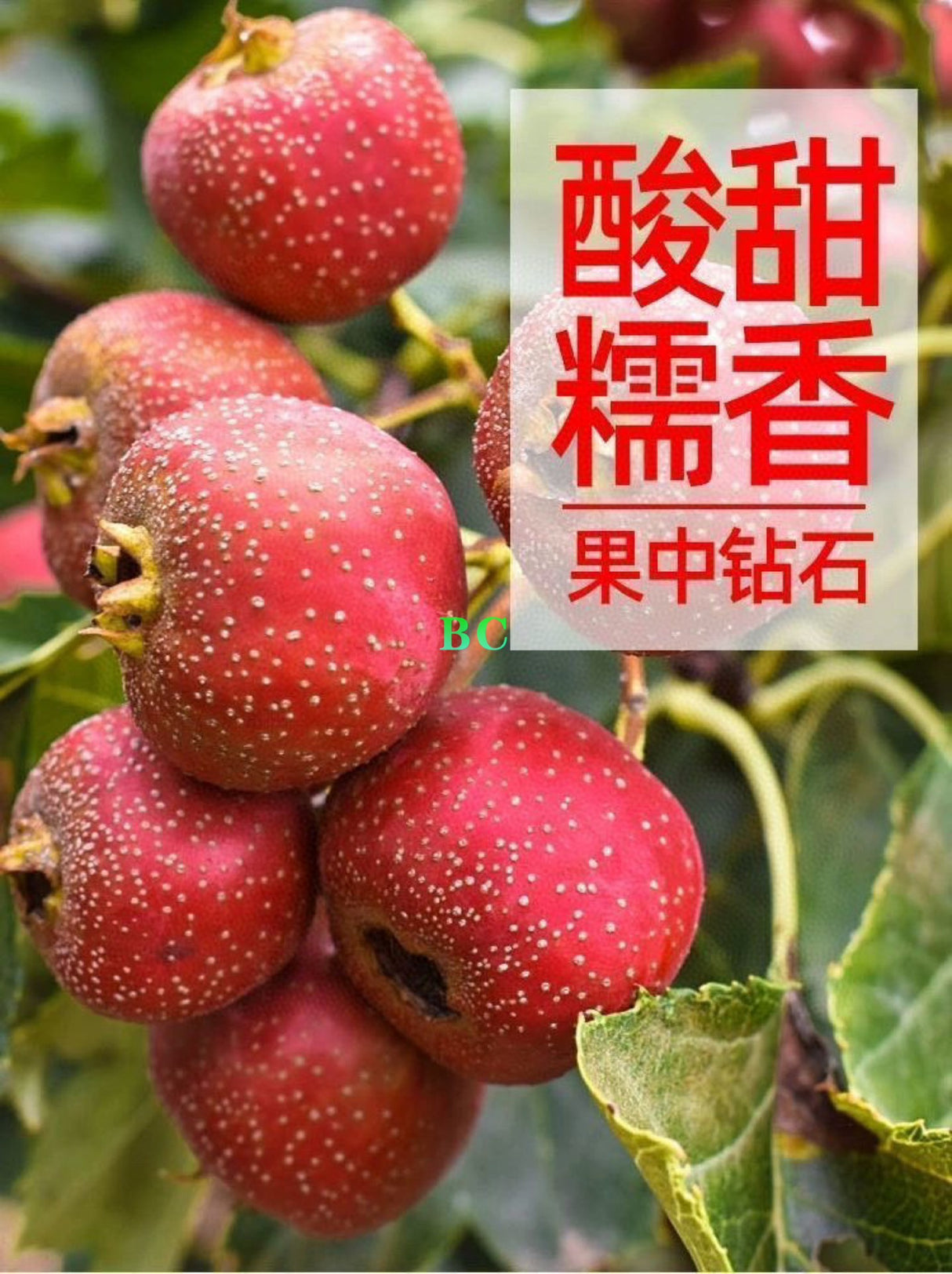 【中国】新鲜山楂 1箱5磅